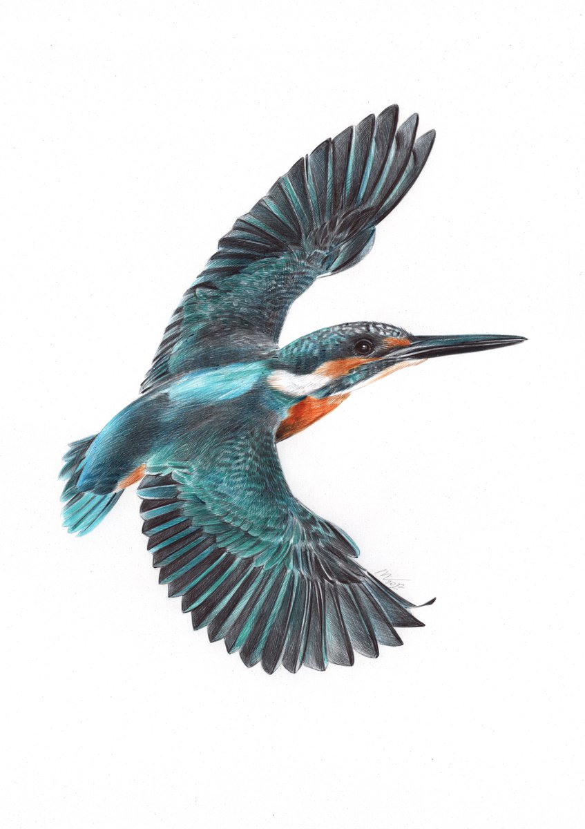 Photorealistic Animal Drawing By Daria Maier, 9 X 13, River Kingfisher, Original Artwork
