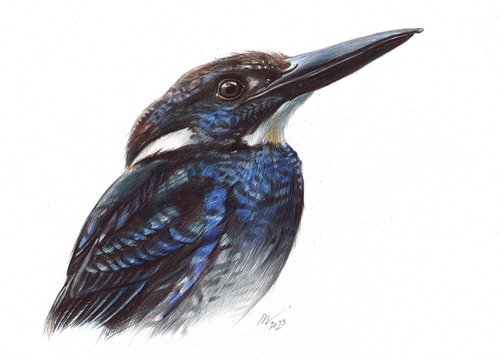 Javan Blue-Banded Kingfisher by Daria Maier