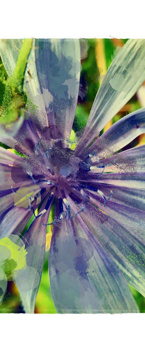 Blue Chicory Flower by Barbara Storey