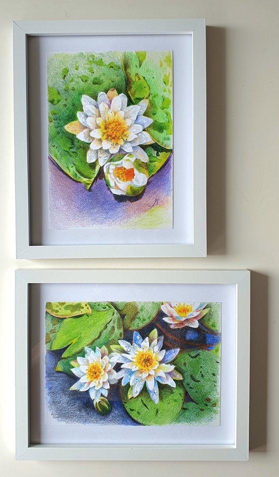 Water lilies after the rain