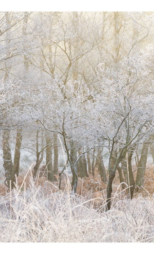 December Forest VIII by David Baker