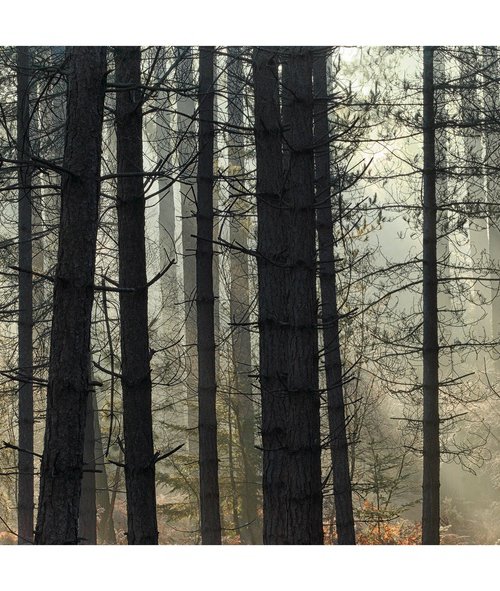 New Forest Pano I by David Baker