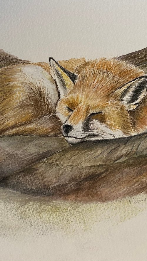 Sleeping fox by Maxine Taylor