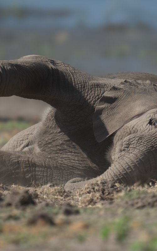 Dusty the Elephant by Nick Dale