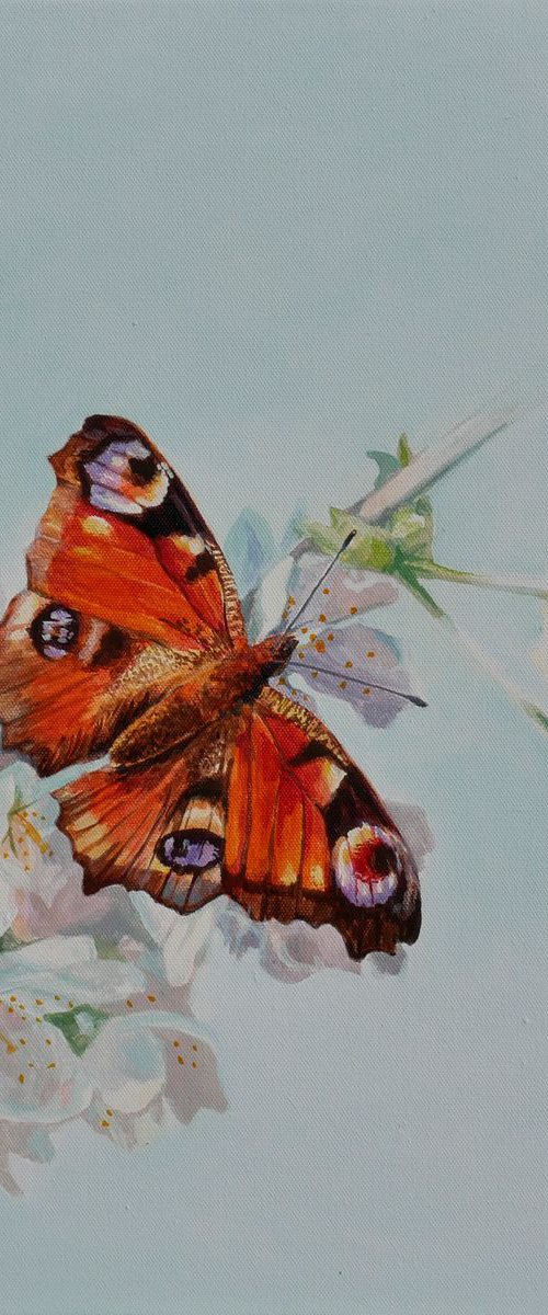 Peacock Butterfly on Blossoms by Hannah  Bruce