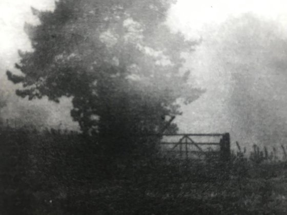 Misty Meadow