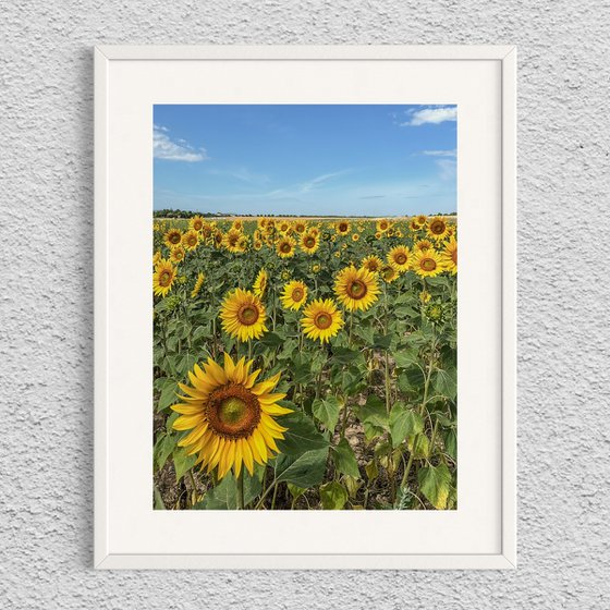 THE SUNFLOWERS
