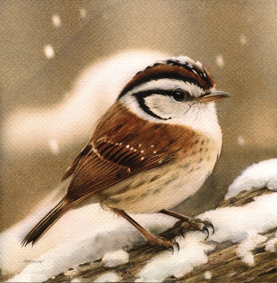 Birds CCXXXVIII - Sparrow