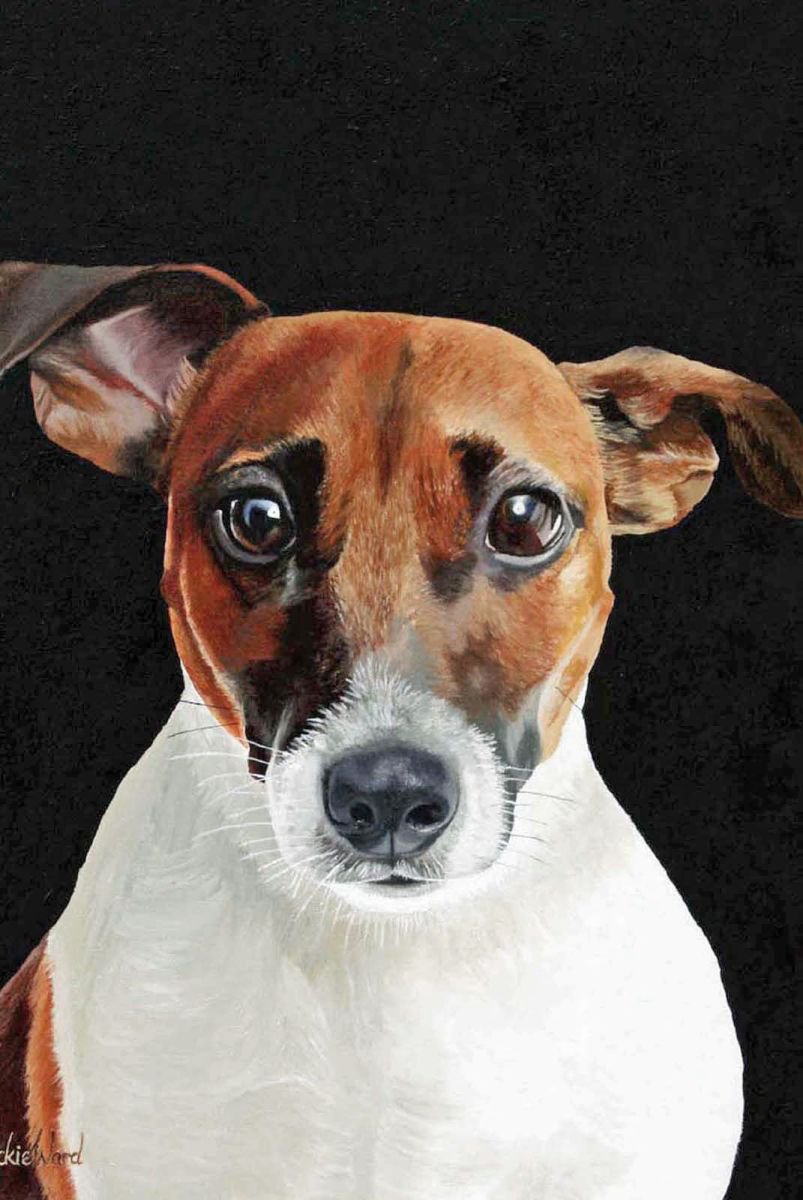 Jack Russell by Jackie Ward