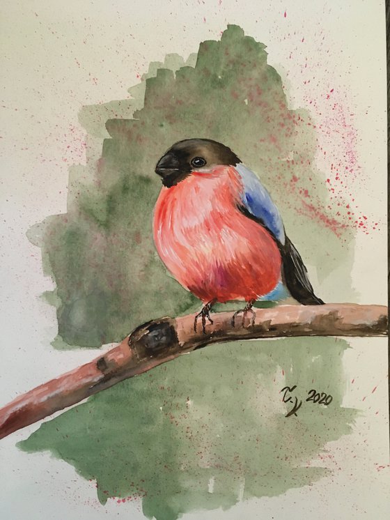 Little Bullfinch