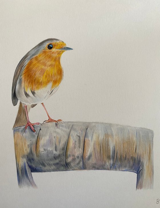 Robin in the garden