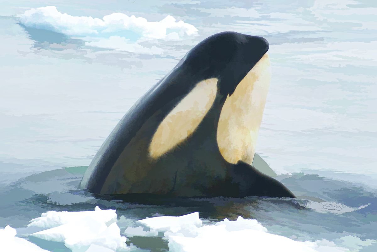 Spy-hopping Orca by Marlene Watson