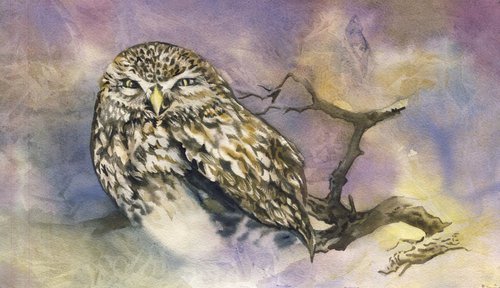 sleepy owl by Alfred  Ng