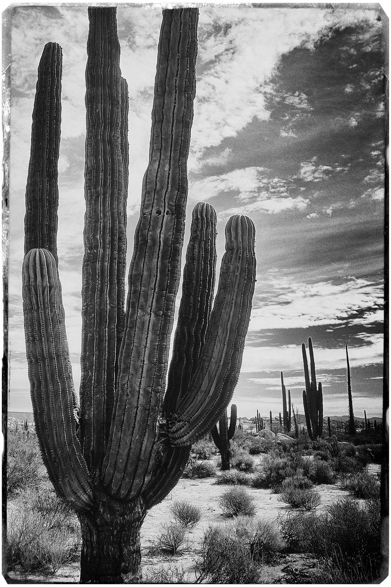 Saguaro, Baja California #2 by Heike Bohnstengel