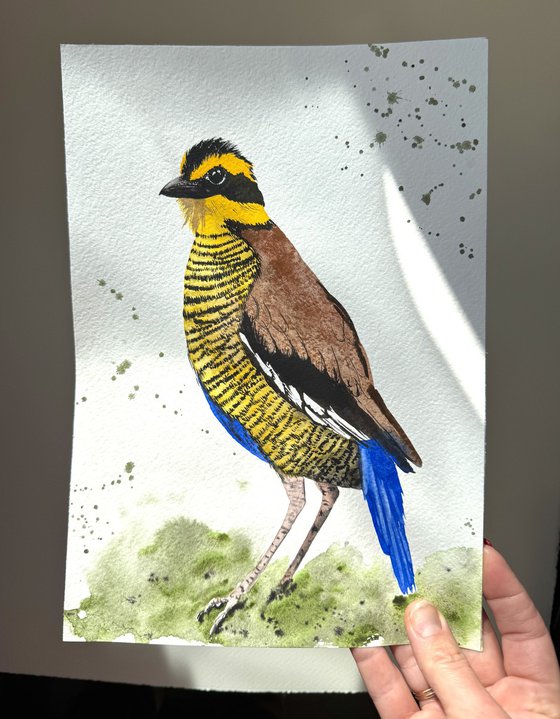 Wil bird Bornean Banded Pittta