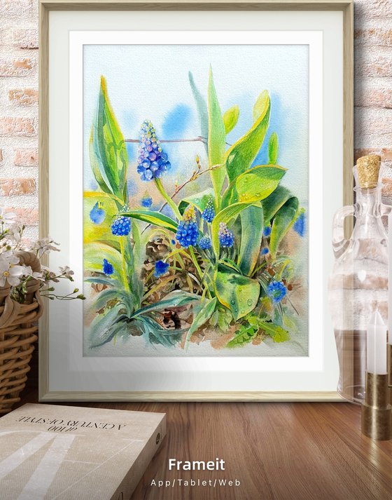 Spring Awakening Blue Muscari in Watercolor
