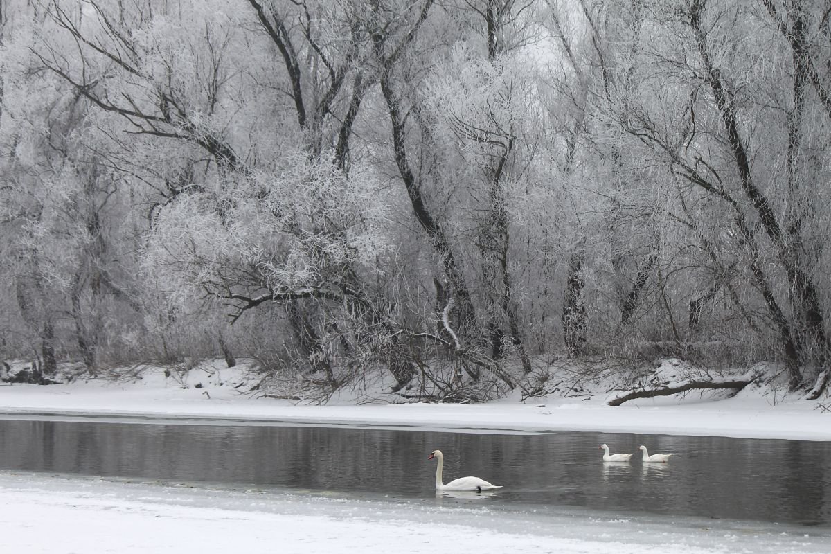 Enchanted wintertime by Sonja  Cvorovic