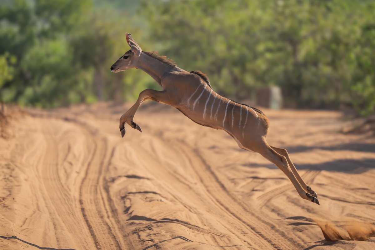 Long Jump by Nick Dale