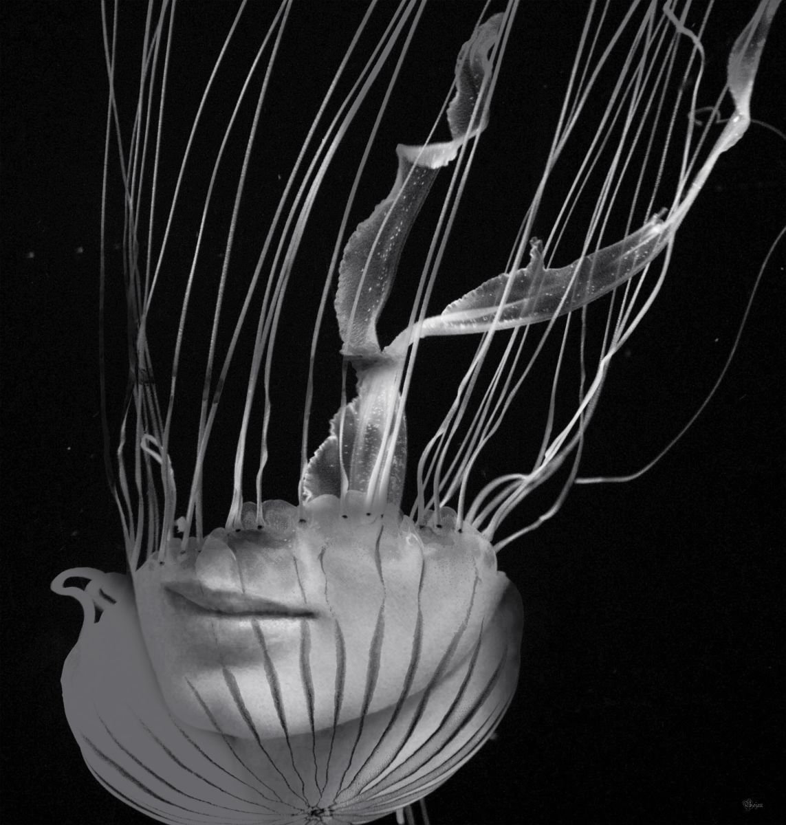 Jellyfish by Bojan Jevti?
