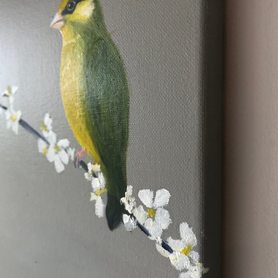 Greenfinch on Cherry Blossom
