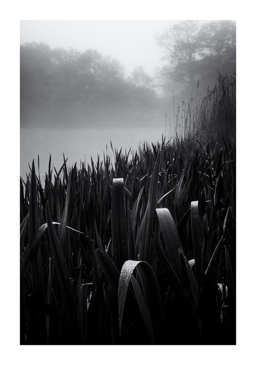 Reeds by David Baker