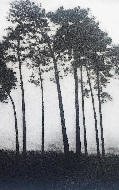 Suffolk Pines by Tricia Newell
