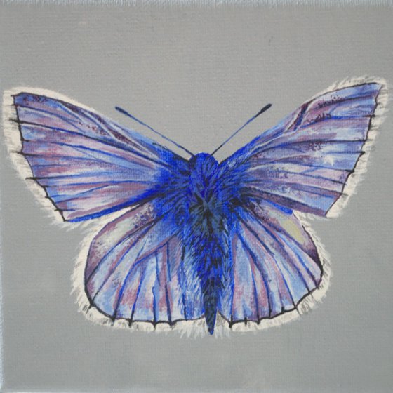 Adonis Blue Butterfly