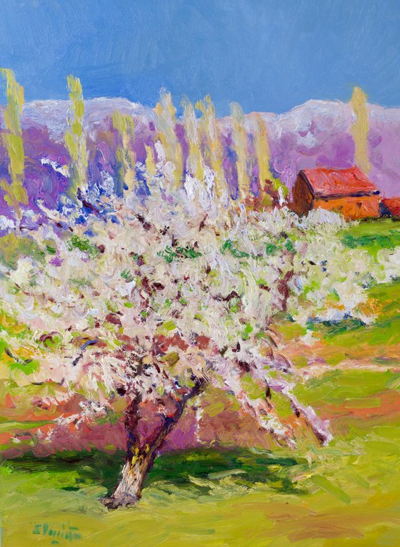 Aprico Tree in the Spring