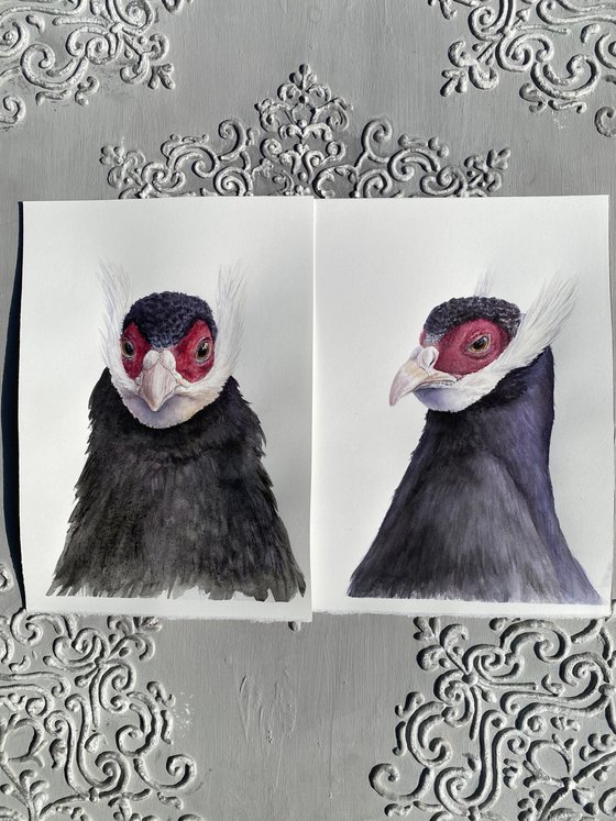 Eared Pheasants: A Portrait Diptych