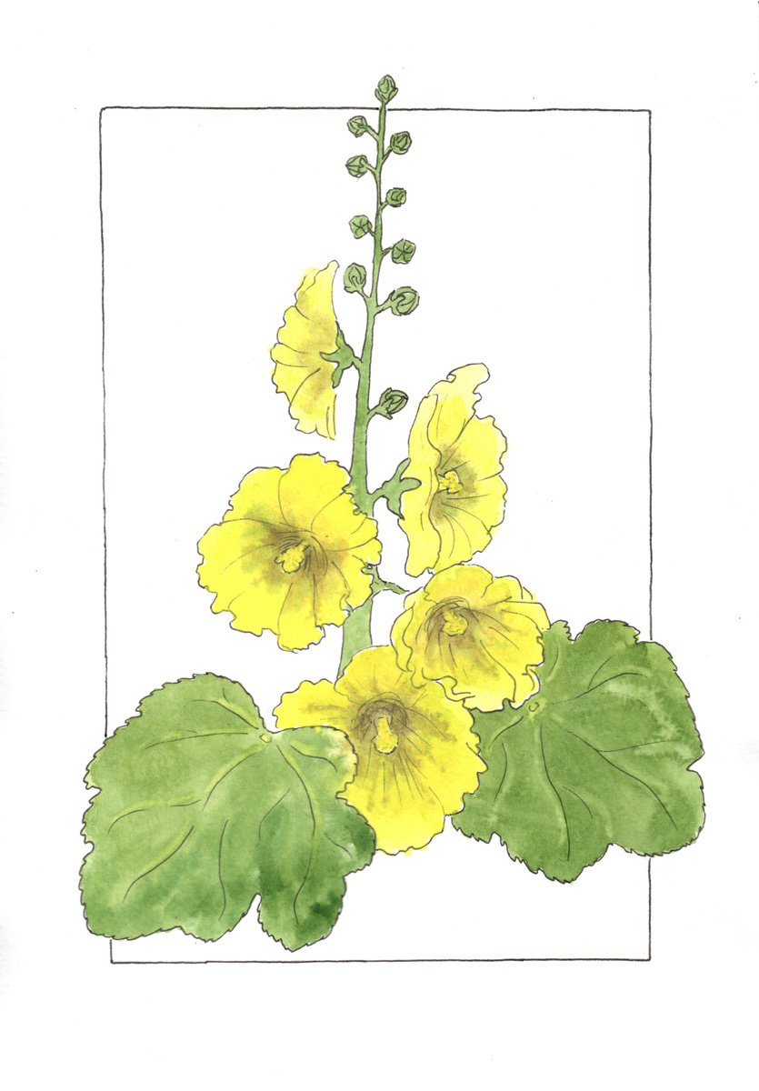 Flowers original watercolor - Yellow mallow illustration - Floral mixed media drawing - Gi... by Olga Ivanova