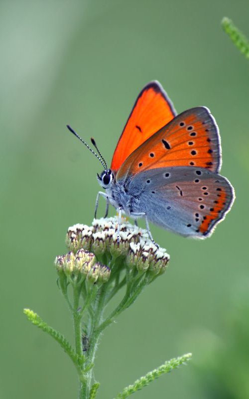 Orange butterfly by Sonja  Čvorović