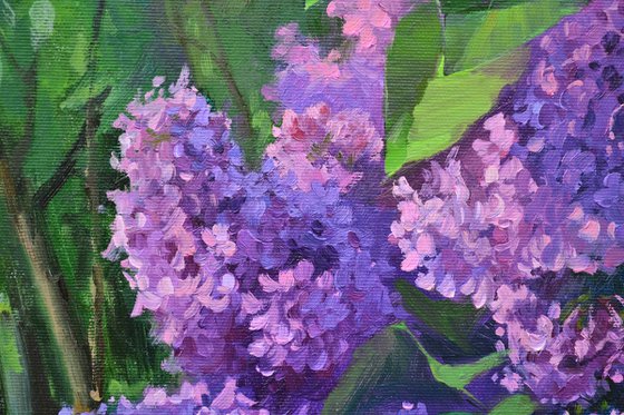 Lilac in the yard