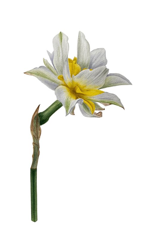 Daffodil by Tina Shyfruk