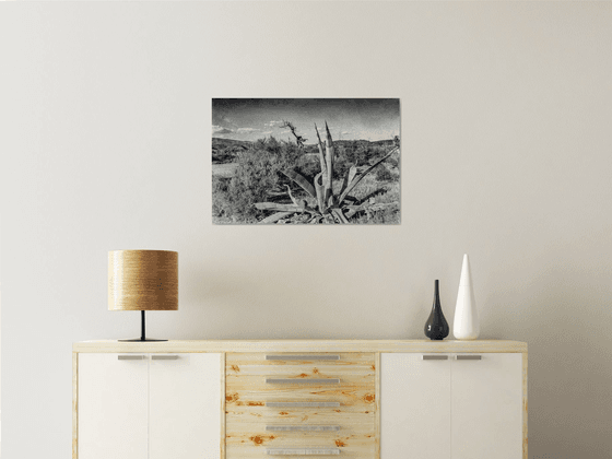 Paysage désertique au Cactus (Piezography)