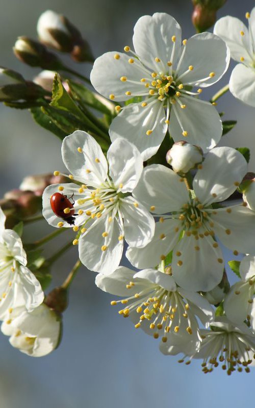 Cherry blossom by Sonja  Čvorović