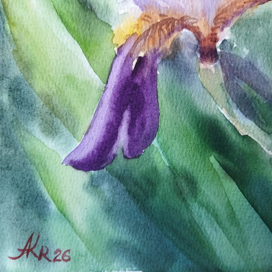 Iris flowers