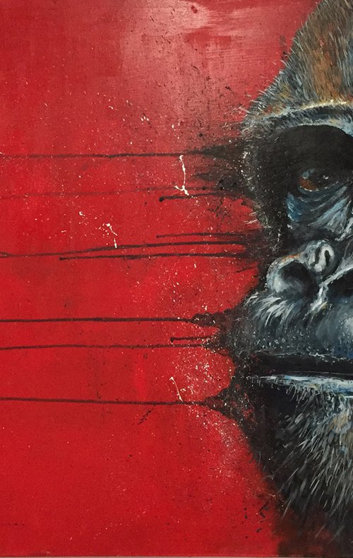 Gorilla by Ewen Macaulay