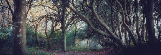 Twisted Beeches in Autumn