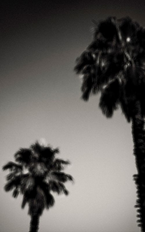 Why are palm trees so damn happy? | Limited Edition Fine Art Print 1 of 10 | 45 x 30 cm by Tal Paz-Fridman