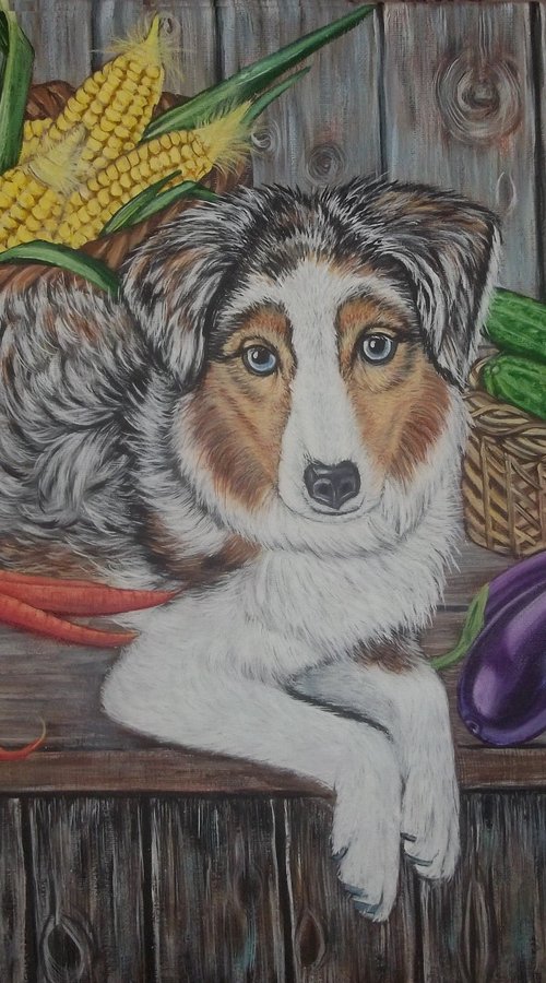 Dog and Veggies, Australian shepherd Dog with Vegetables by Sofya Mikeworth