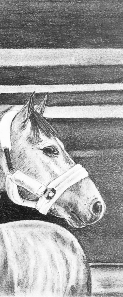 Mini horse portrait by Amelia Taylor