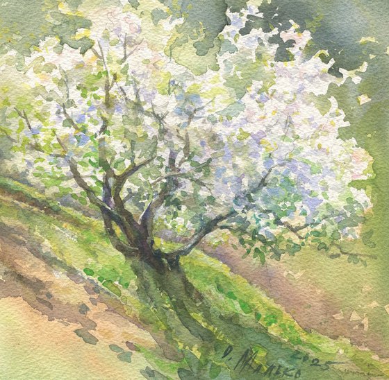 Blossoming Tree On Slope