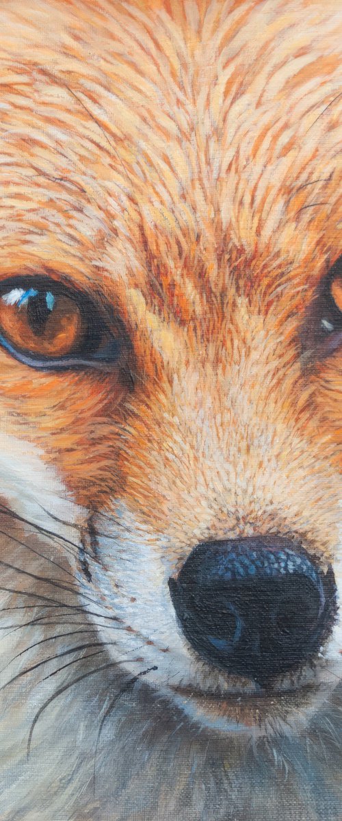 Red Fox Portrait by Norma Beatriz Zaro