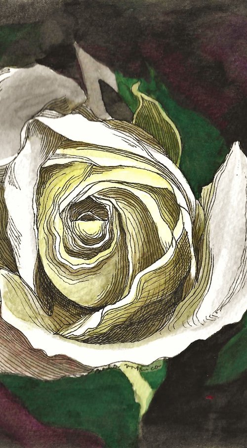 WHITE ROSE II by Nives Palmić