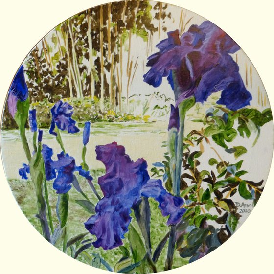 Les iris du jardin