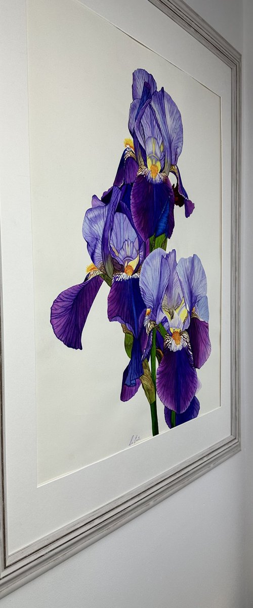 Purple Iris Original Watercolour Painting by Irsa Ervin