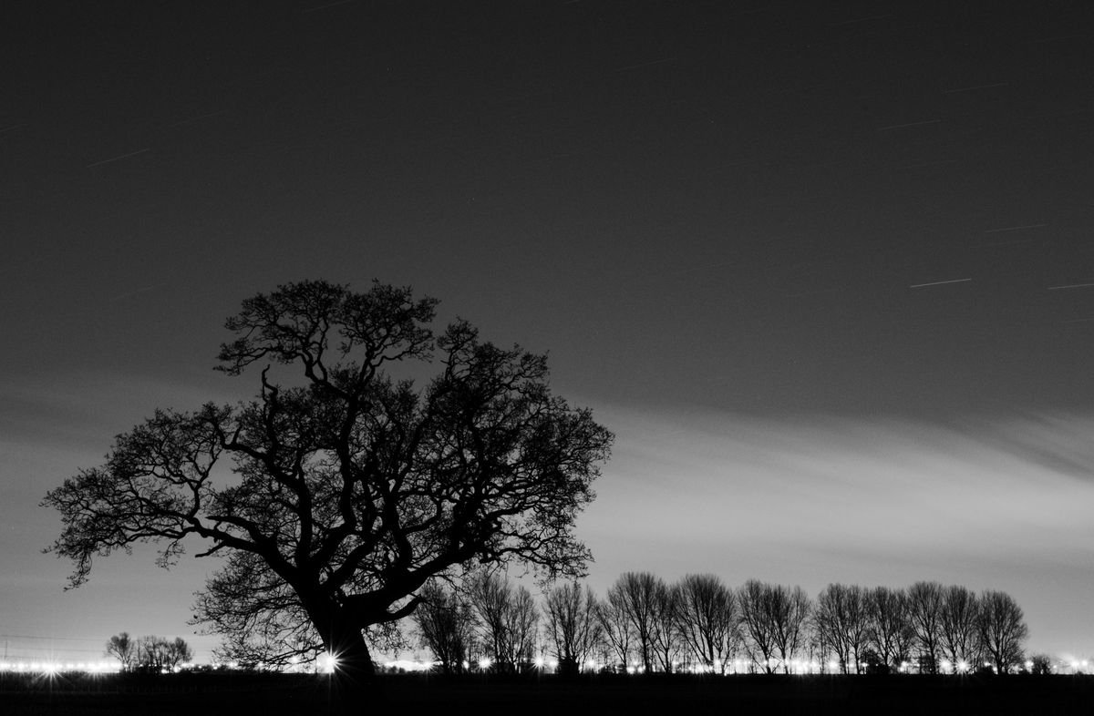 Oak, Night by Charles Brabin