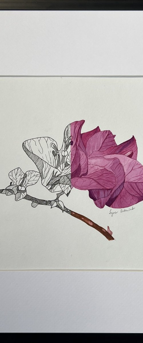 Bougainvillea by IRENA TONE