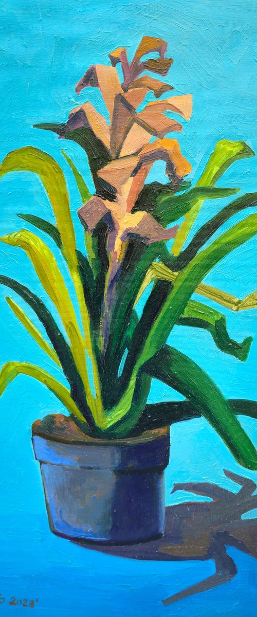 Bromeliad Plant by Joan Mato