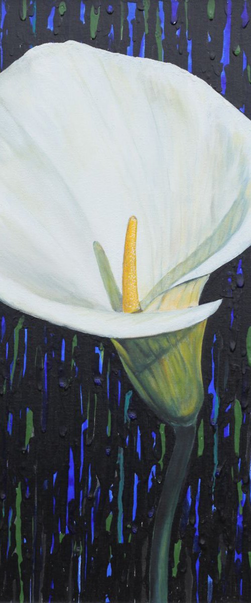 Calla lily by Liudmila Pisliakova